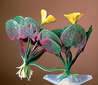 дополнительная картинка для Растение Водокрас лягушатник донное декор для аквариума на сайте сети магазинов Бонифаций