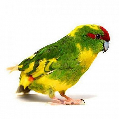 дополнительная картинка для Попугай какарик на сайте сети магазинов Бонифаций