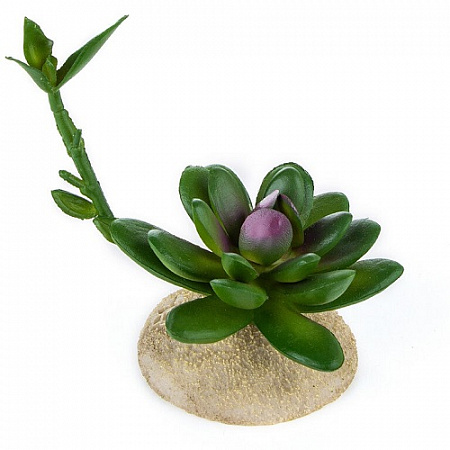 дополнительная картинка для Растение Суккулент с отростком 7.5x6.5x12см для террариума на сайте сети магазинов Бонифаций