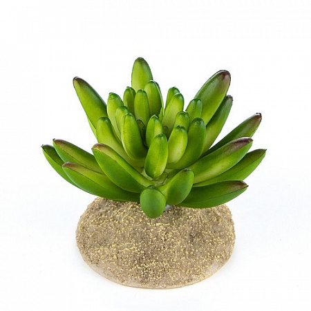 дополнительная картинка для Растение Суккулент игольчатый 6.5х7х6.5см для террариума на сайте сети магазинов Бонифаций