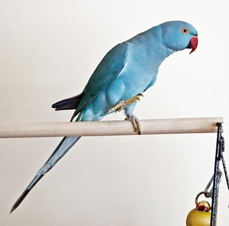 дополнительная картинка для Попугай Ожереловый синий на сайте сети магазинов Бонифаций